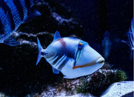 Drückerfische