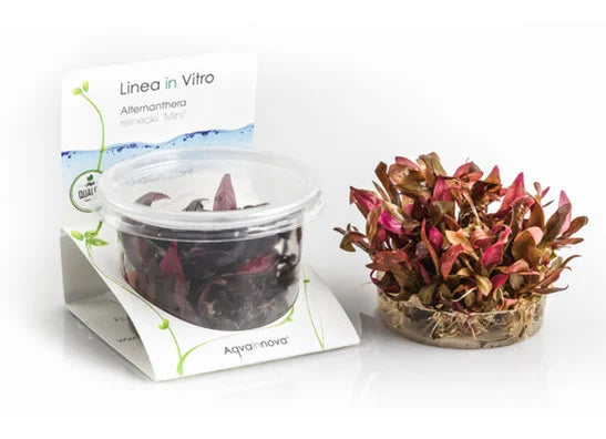 In Vitro Aquarienpflanzen