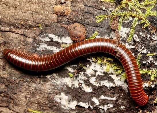 Insekten