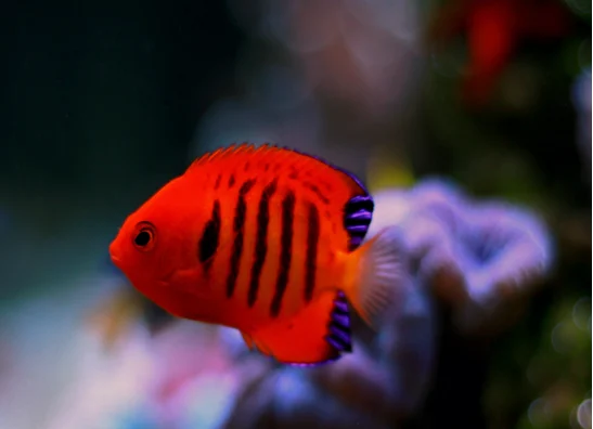 Kaiserfische