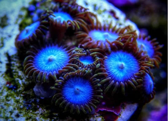 Krustenanemonen