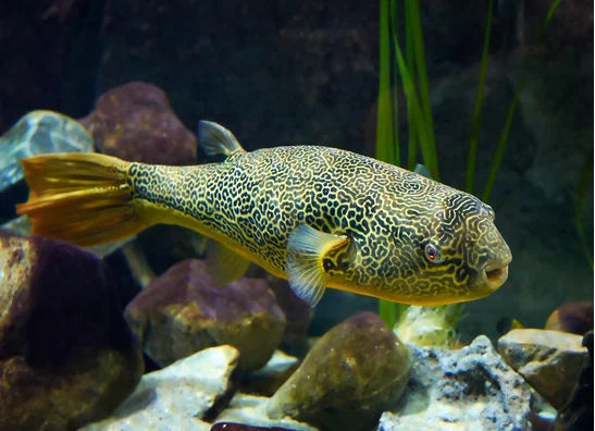 Kugelfische