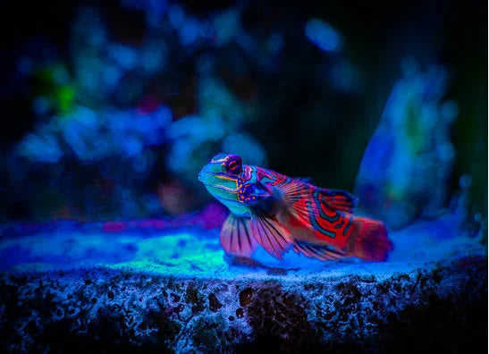 Leier- & Schleimfische