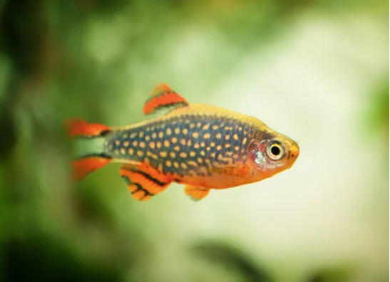 Minifische