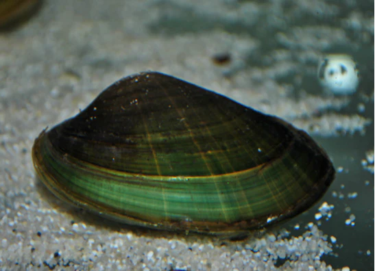 Muscheln