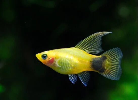 Platy