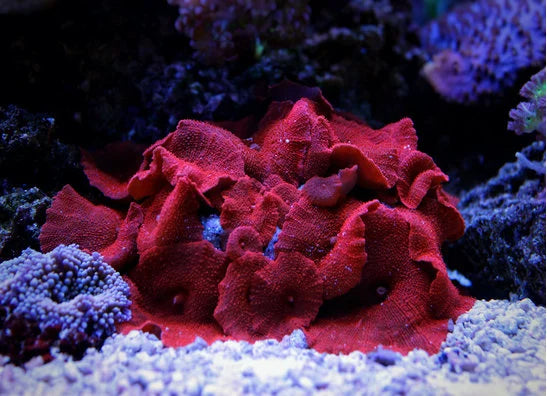 Scheibenanemonen