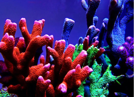 SPS