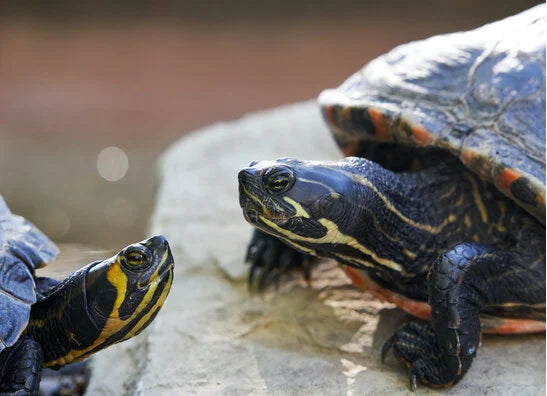 Wasserschildkröten