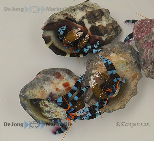 Blauer Halloween Einsiedlerkrebs - Calcinus elegans
