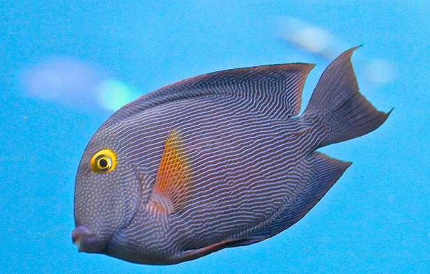 Goldring Borstenzahndoktorfisch