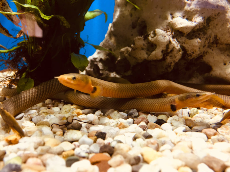 Flösselaal - Erpetoichthys calabaricus