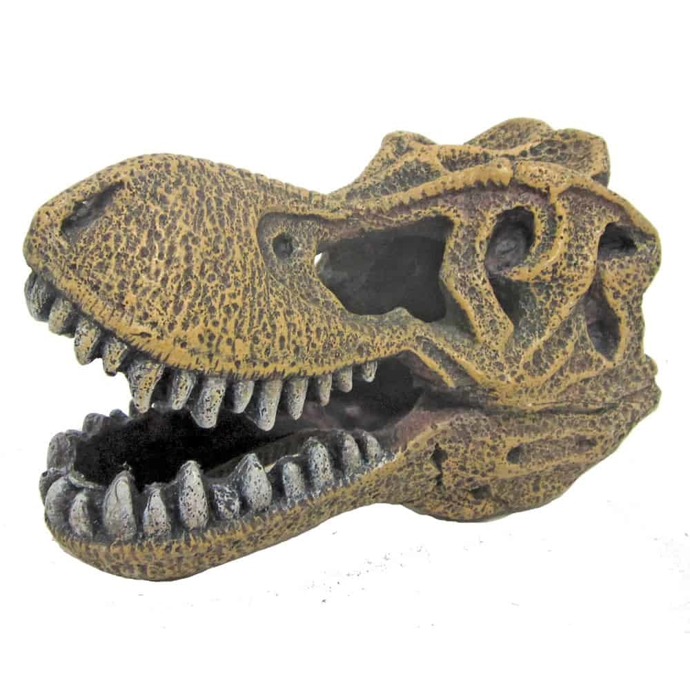 AMTRA T-REX SCHÄDEL