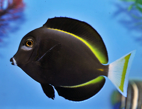 Samtdoktorfisch - Acanthurus nigricans