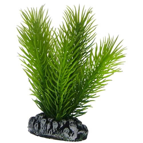 Hobby Mayaca 7cm Kunststoffpflanze