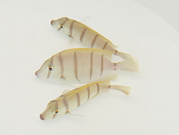 Gitter Doktorfisch - Acanthurus triostegus "Fidschi"