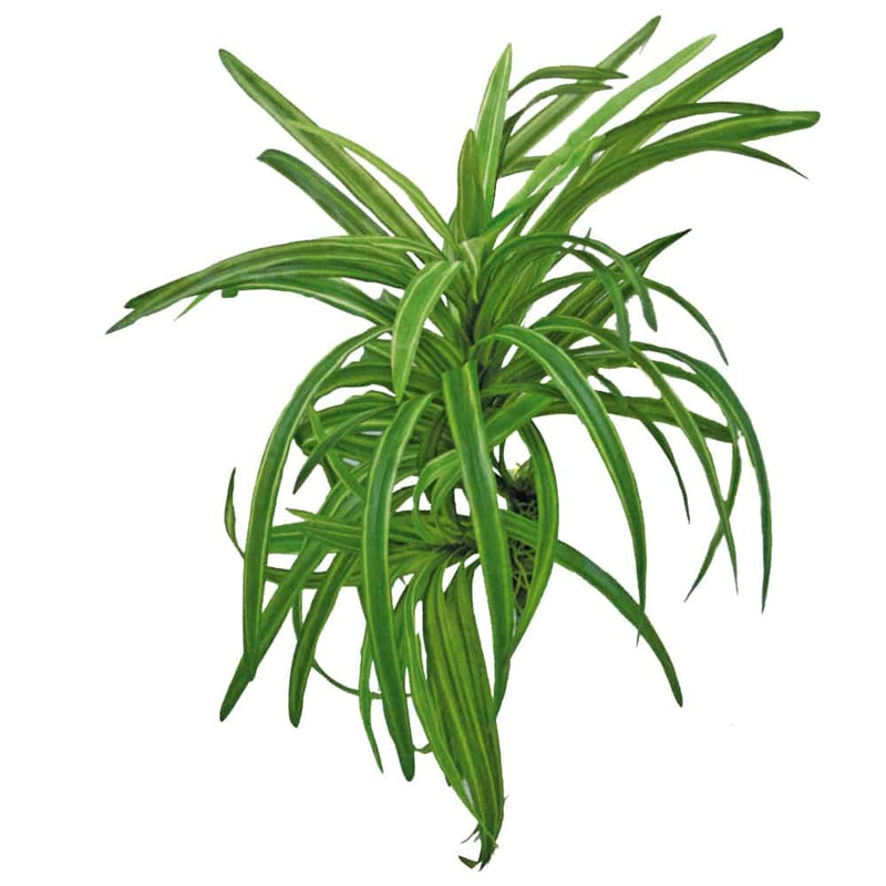 AMTRA DRACENA 25CM