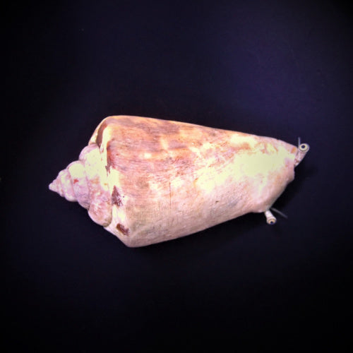 Kegelfechterschnecke - Strombus luhuanus