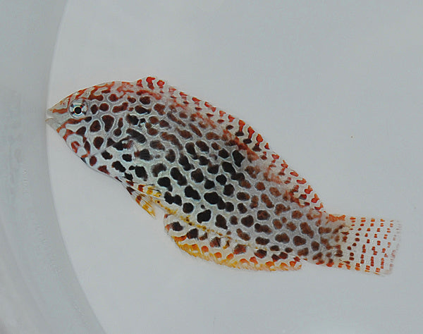 Macropharyngodon meleagris - Leoparden-Junker