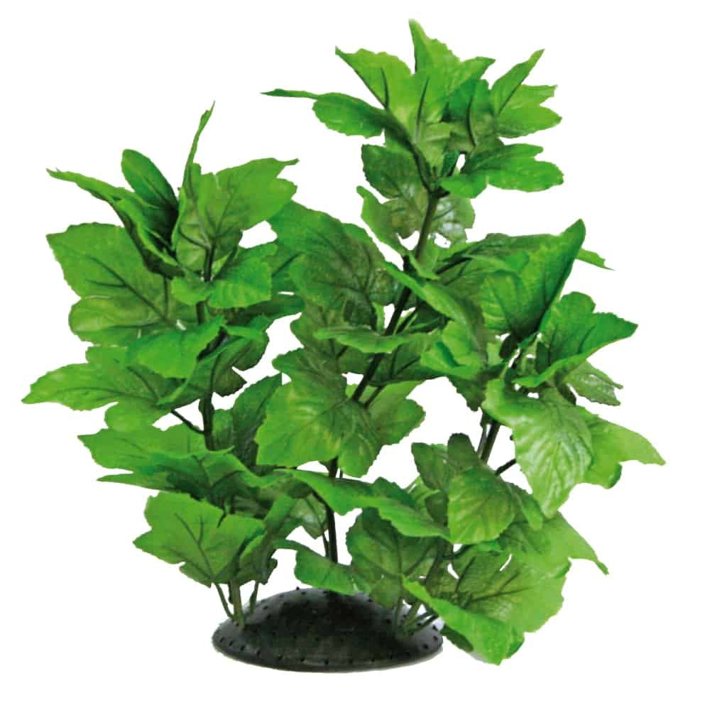 AMTRA HYGROPHILA 30CM