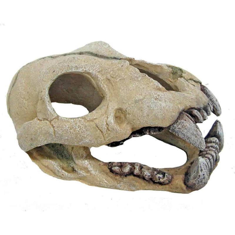 AMTRA-SCHÄDEL DES JAGUARS