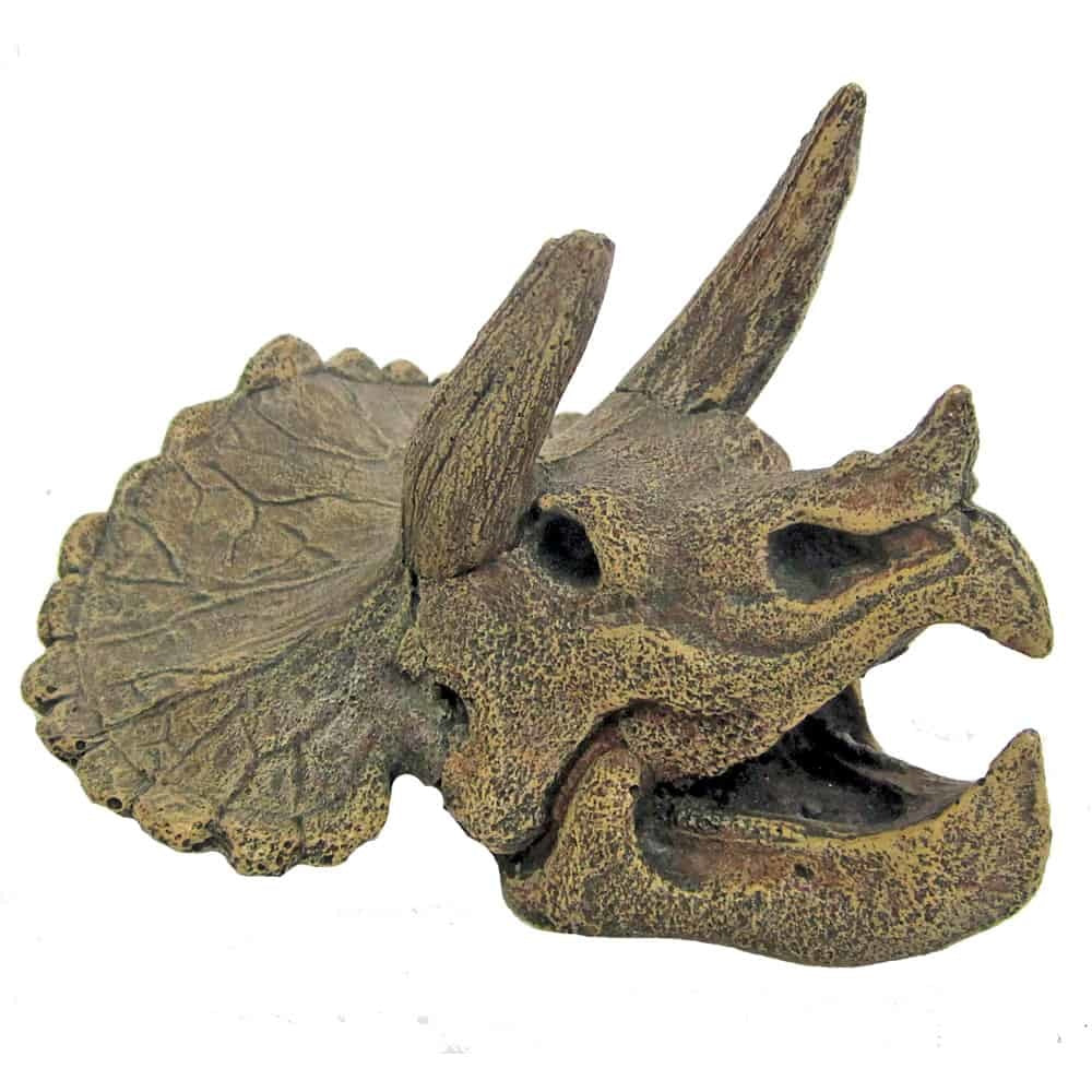 Amtra Triceraptos Schädel