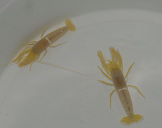Alpheus ochrostriata - Gelber Knallkrebs