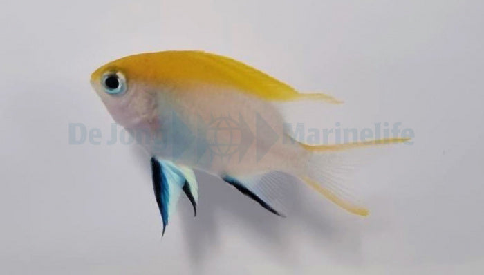 Schwarzer Riffbarsch-Neoglyphidodon melas