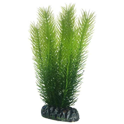 Hobby Mayaca 16cm Kunststoffpflanze