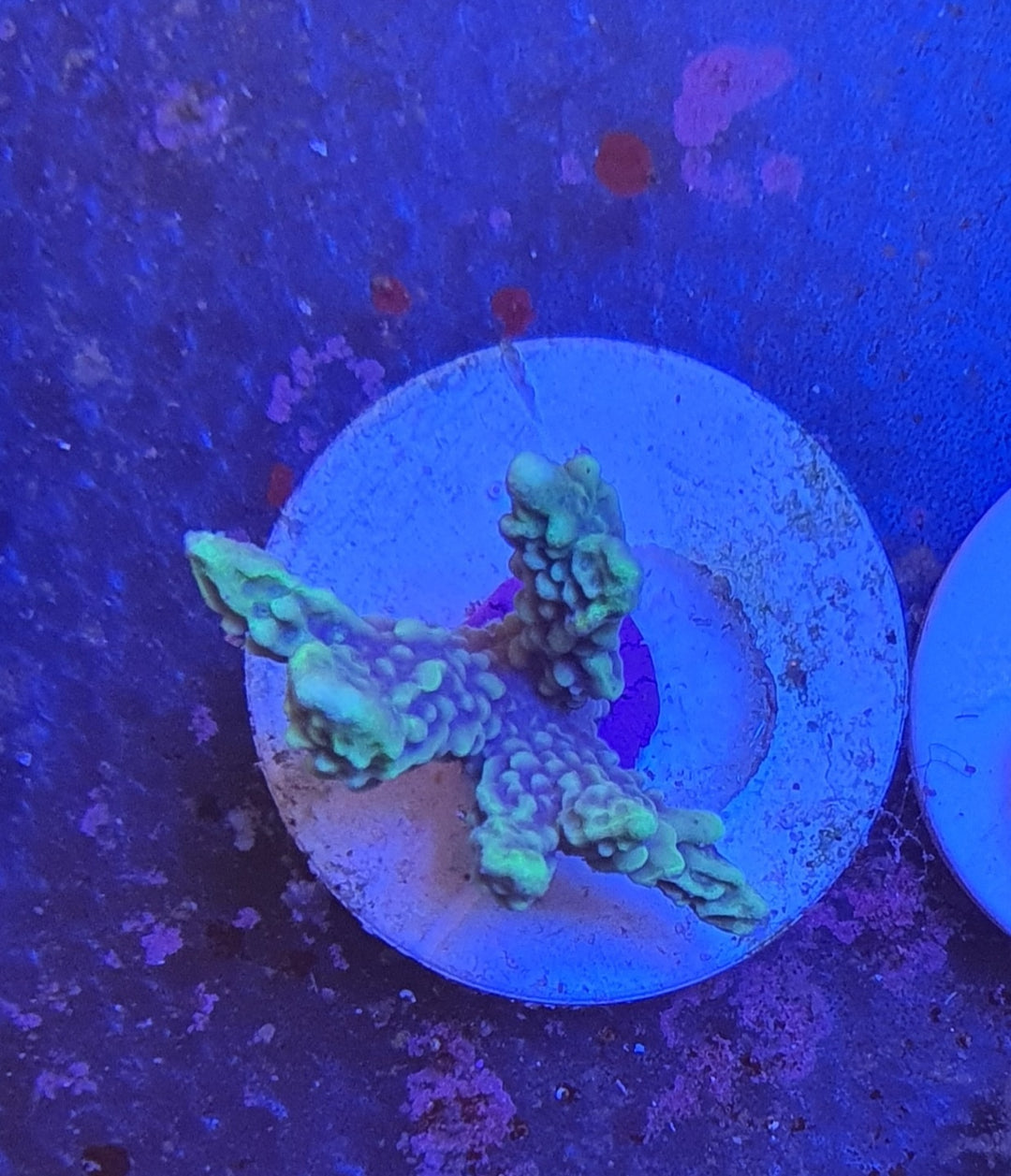 Montipora confusa Ableger