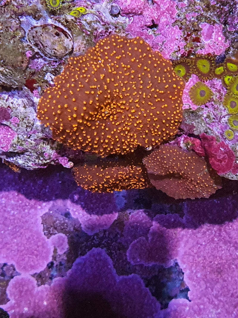 Scheibenanemone "Interstellar"