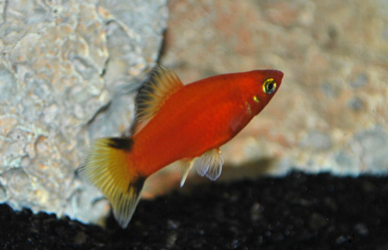 Platy - Xiphophorus maculatus "Red victory"