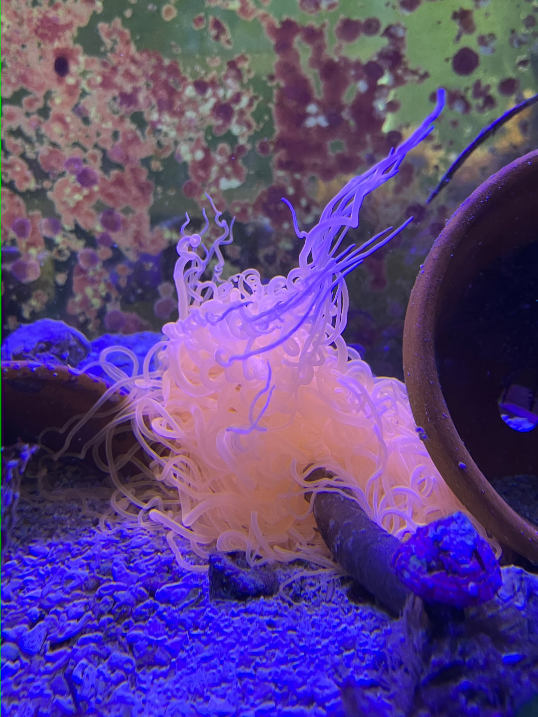 Zylinderrose - Ceriantharia sp. "Neon orange XXL"
