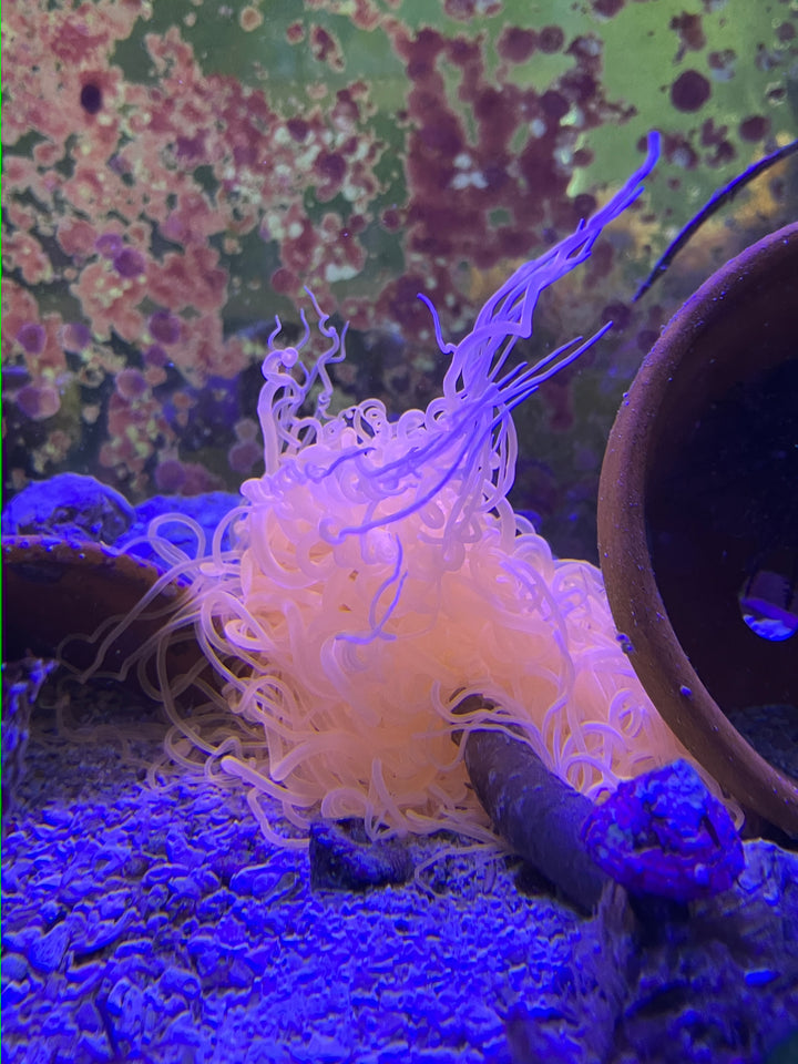 Zylinderrose - Ceriantharia sp. "Neon orange XXL"