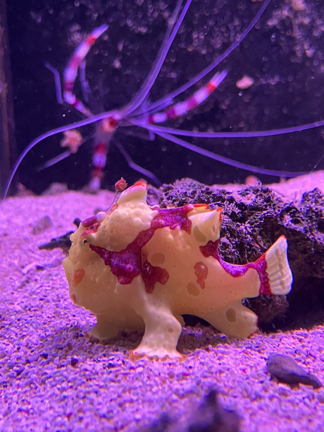 Warzen Anglerfisch