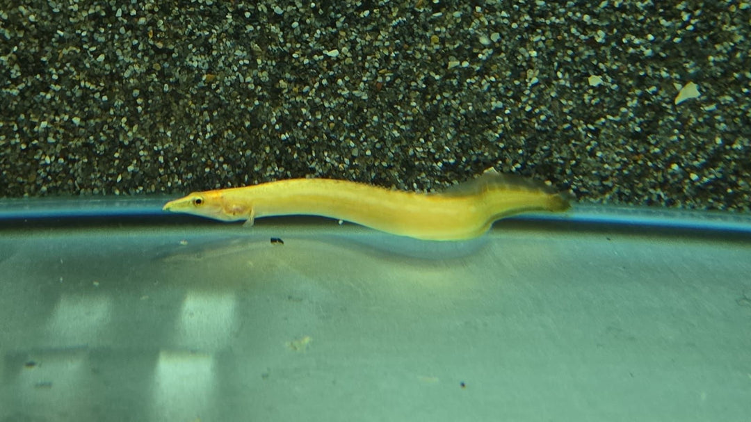 Stachelaal - Mastacembulus cf. "xanthic gelb"