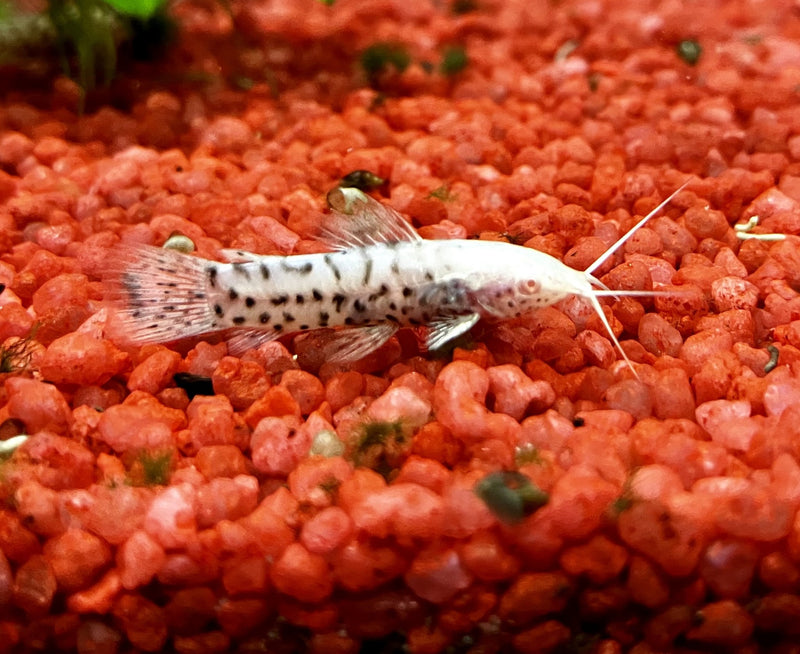 Schwielenwels "albino" - Hoplosternum thoracatum