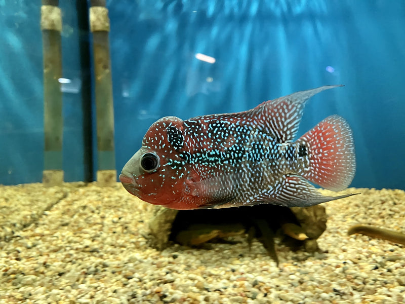 Flowerhorn - Cichlasoma sp. WYSIWYG