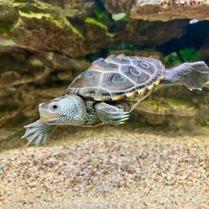 Diamantschildkröte - Malaclemys terrapin terrapin NZ 2025