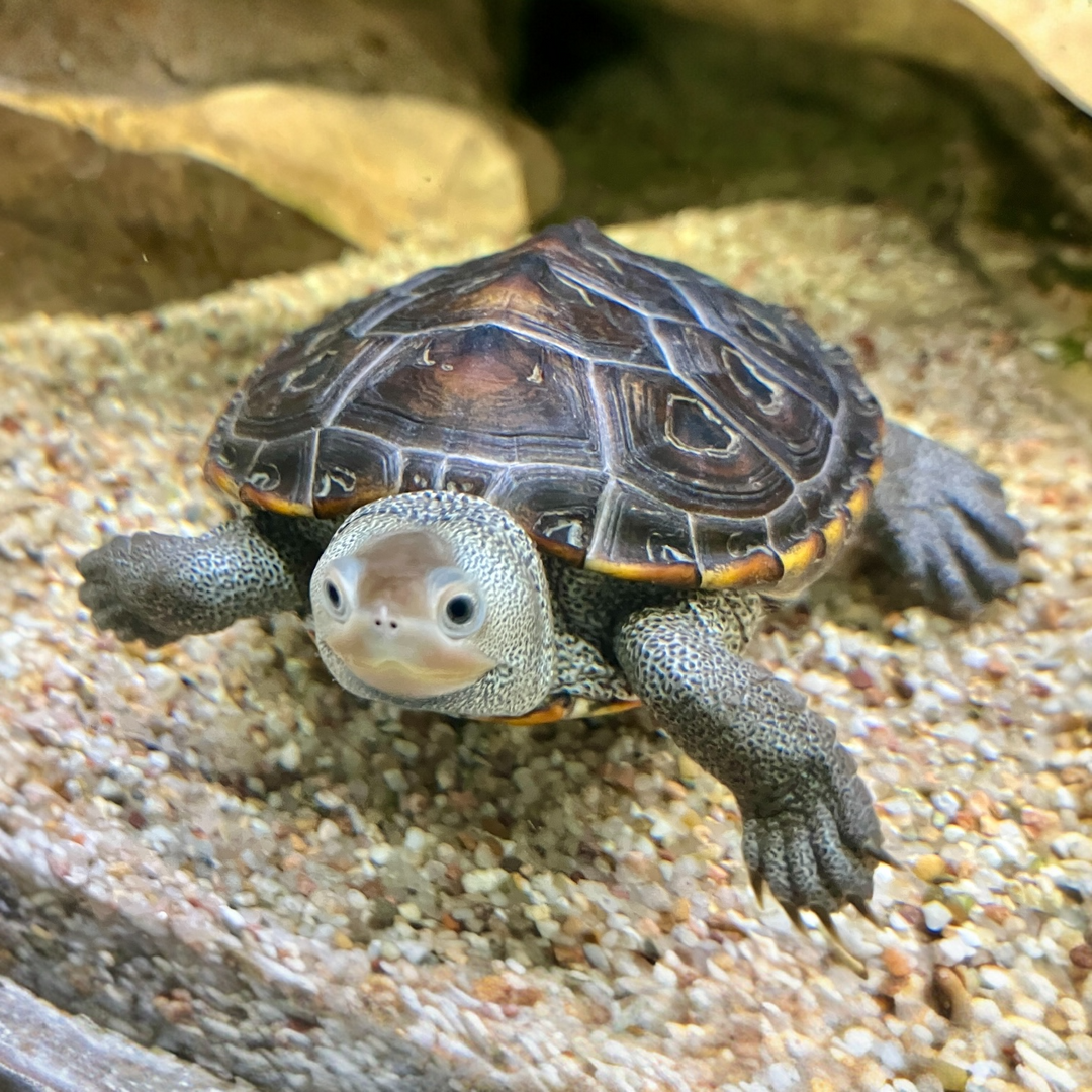 Diamantschildkröte - Malaclemys terrapin terrapin NZ 2025