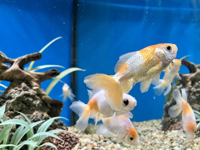Goldfisch - Carassius auratus "Jikin"