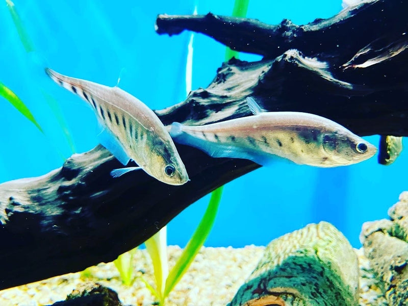 Tausenddollarfisch - Chitala ornata