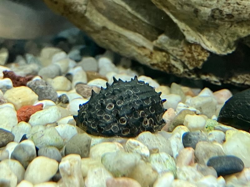 Stachelige Algenrennschnecke - Neritina juttingae