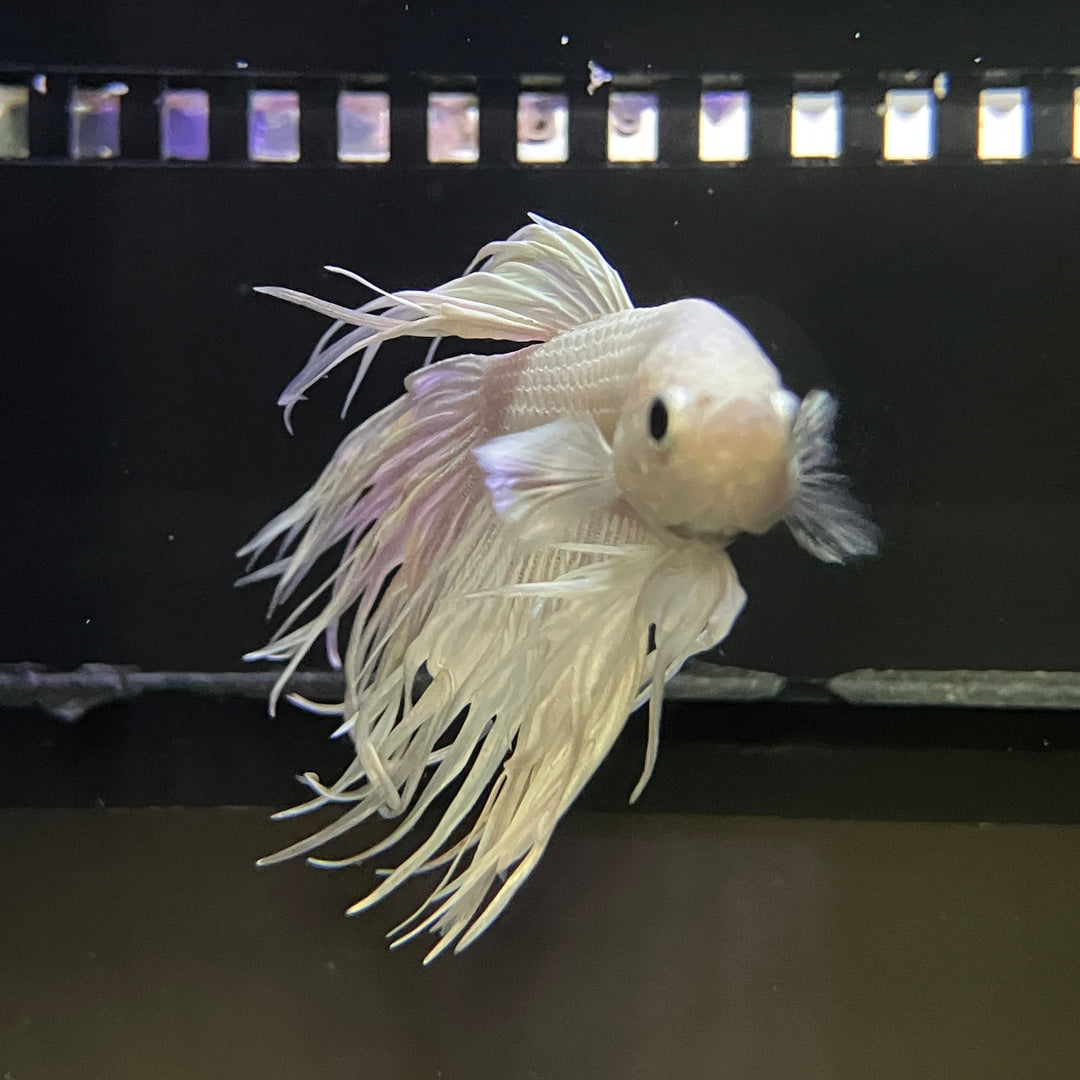 Kampffisch Männchen "Crowntail weiß"