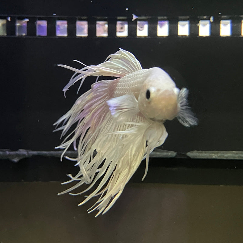 Kampffisch Männchen "Crowntail weiß"