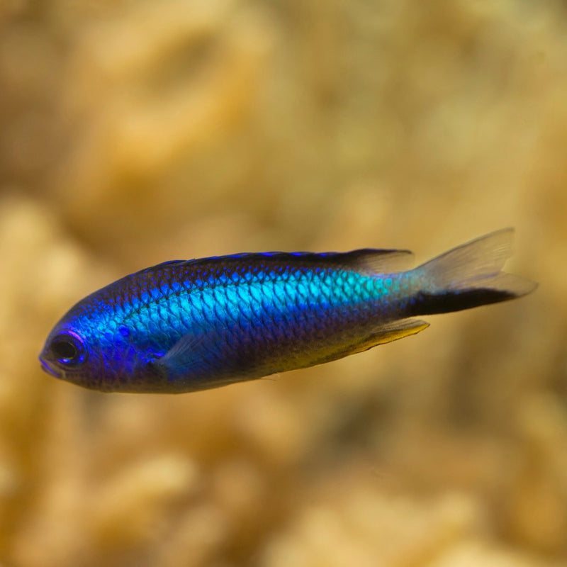 Andamanen Demoiselle - Pomacentrus alleni