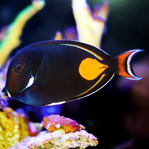Achilles Doktorfisch - Acanthurus achilles