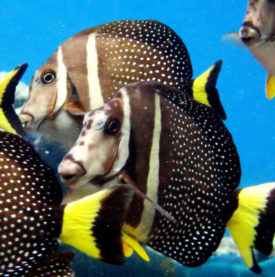 Brandungs Dokorfisch