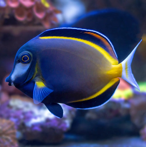 Japanischer Doktorfisch - Acanthurus japonicus