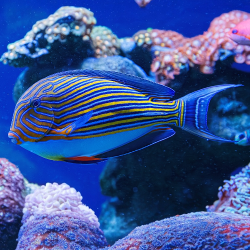 Blaustreifen Doktorfisch - Acanthurus lineatus